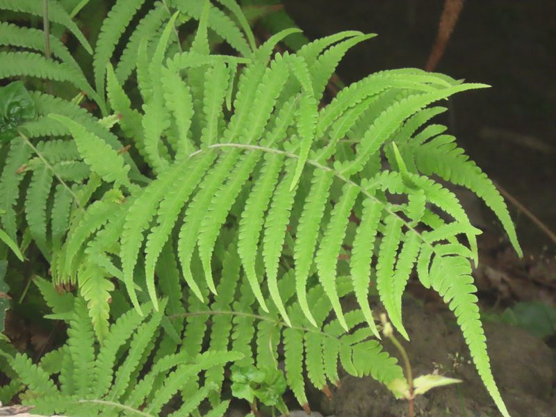 Christella parasitica, photographed by chiuluan