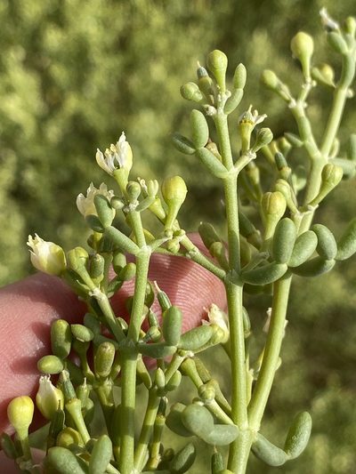Zygophyllum coccineum, photographed by Dave U