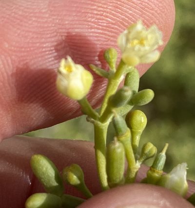 Zygophyllum coccineum, photographed by Dave U