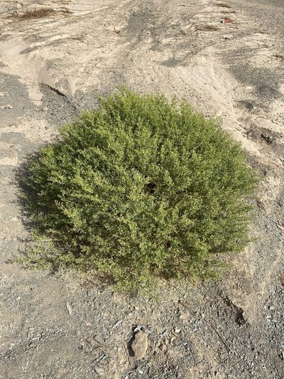Zygophyllum coccineum, photographed by Dave U
