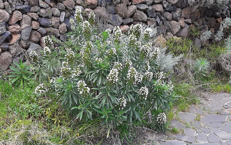 Echium giganteum, photographed by Christoph Moning
