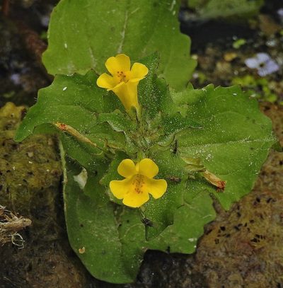 Erythranthe glabrata, photographed by Hugo Hulsberg