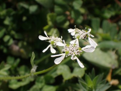 Tordylium apulum, photographed by John Lyden