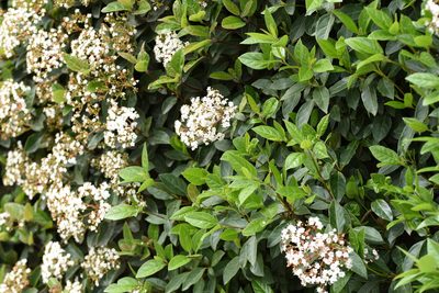 Viburnum tinus, photographed by Jacqueline Jeanne