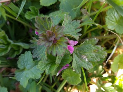 Lamium hybridum, photographed by Michel Langeveld