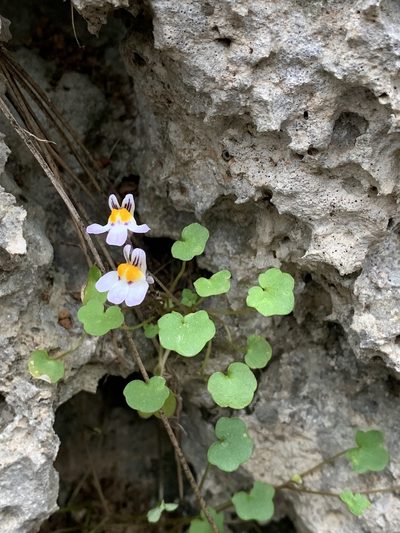 Cymbalaria longipes, photographed by Nikita Lavrenov