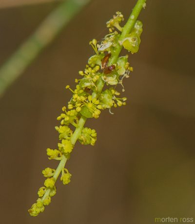 Ochradenus socotranus, photographed by Morten Ross
