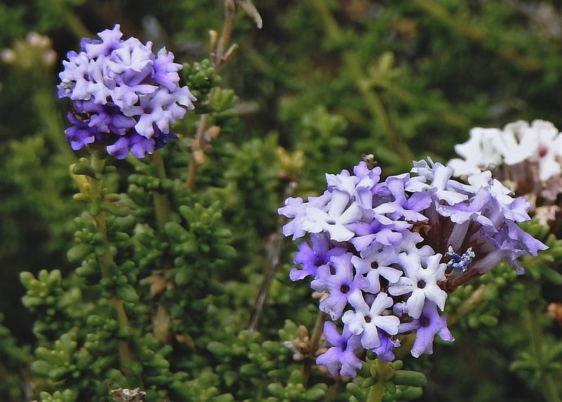 Junellia succulentifolia, photographed by Hugo Hulsberg