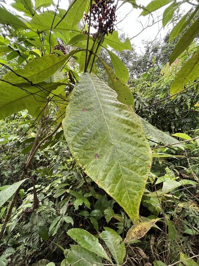 Isertia haenkeana, photographed by Nicolás Baresch Uribe