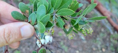 Arctostaphylos pungens, photographed by Amthinkia