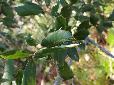 Quercus chrysolepis, photographed by Mary K. Hanson