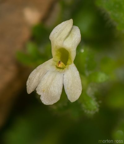 Camptoloma lyperiiflorum, photographed by Morten Ross