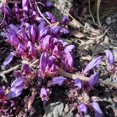 Lathraea clandestina, photographed by bogsuckers
