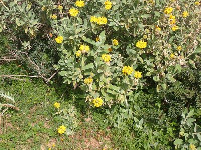 Phlomis fruticosa, photographed by John Lyden