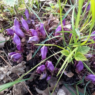 Lathraea clandestina, photographed by bogsuckers