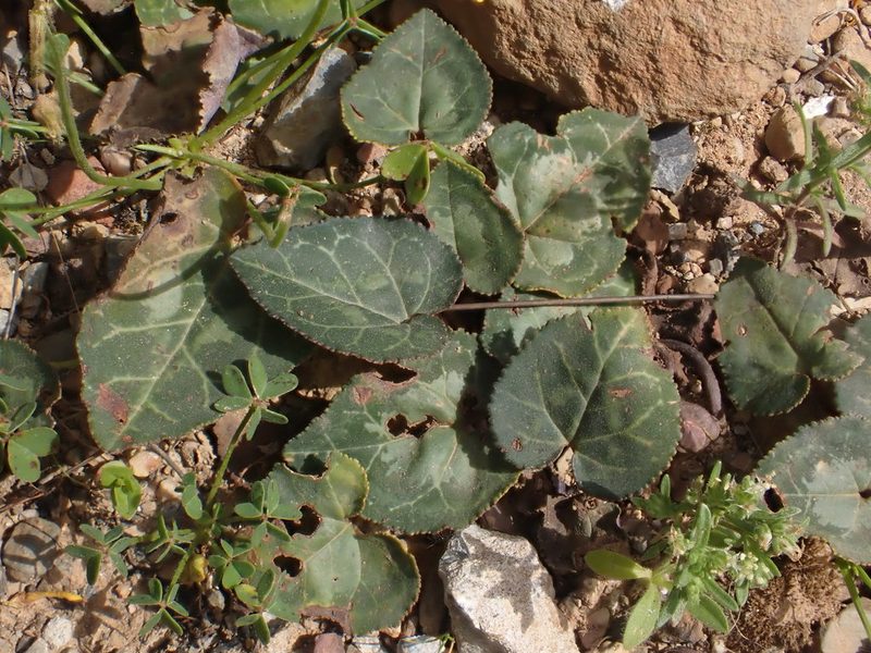 Cyclamen graecum, photographed by John Lyden