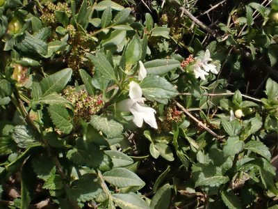 Prasium majus, photographed by John Lyden