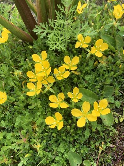 Ludwigia arcuata, photographed by Claire Herzog