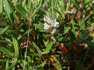 Polygonum paronychia, photographed by Victor Heng