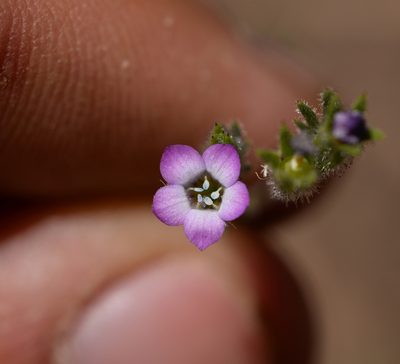 Gilia laciniata, photographed by Nicolás Villaseca Merino