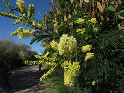 Senegalia bonariensis, photographed by Matias Cabezas