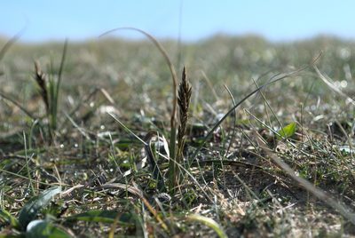 Carex arenaria, photographed by Billy Fullwood