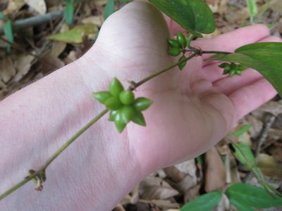 Smilax pumila, photographed by Nonbinary-Naturalist