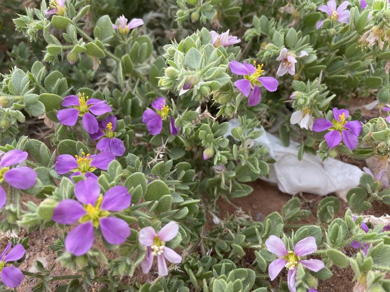 Zygophyllum molle, photographed by Henrik Kibak