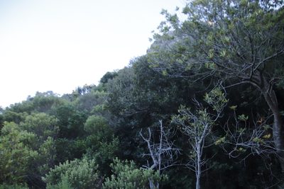 Myrsine melanophloeos, photographed by Tony Rebelo