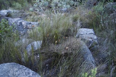 Willdenowia glomerata, photographed by Tony Rebelo