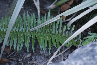 Blechnum punctulatum, photographed by Tony Rebelo