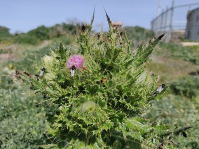 Cirsium brevistylum, photographed by Alexander Wentworth