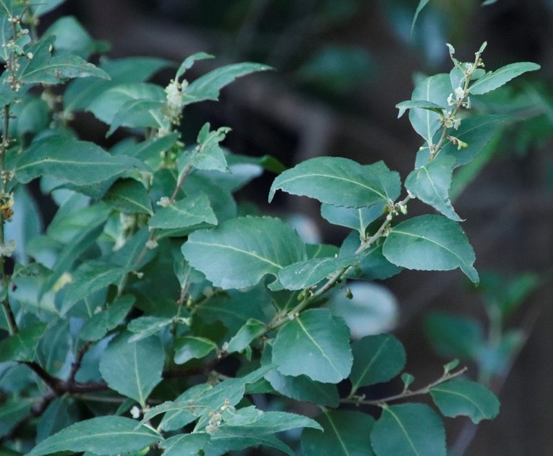 Maytenus acuminata, photographed by Tony Rebelo