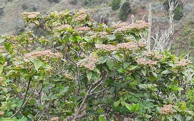 Viburnum rugosum, photographed by Christoph Moning