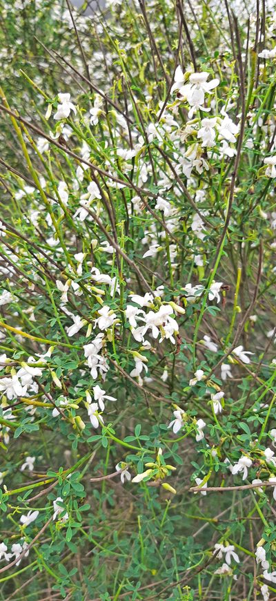 Cytisus filipes, photographed by Christoph Moning