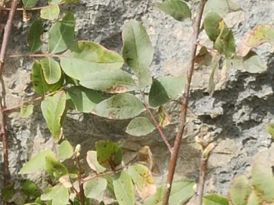 Pistacia terebinthus, photographed by Riccardo Rocca