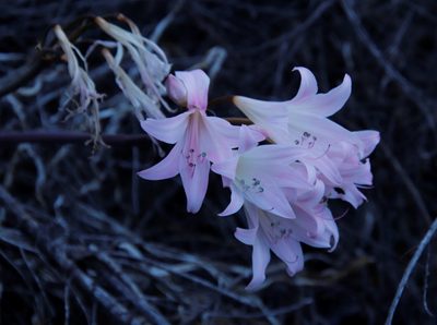 Amaryllis belladonna, photographed by Tony Rebelo