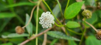 Melanthera nivea, photographed by ritirene