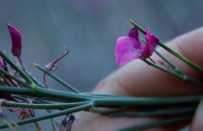 Indigofera filifolia, photographed by Tony Rebelo