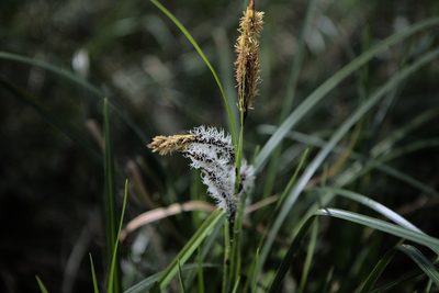 Carex obnupta, photographed by Sean Haight