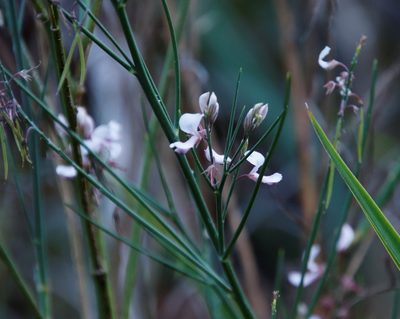Indigofera filifolia, photographed by Tony Rebelo