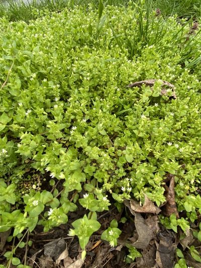 Stellaria neglecta, photographed by Илья Руденко