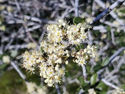 Ceanothus cuneatus, photographed by Mary K. Hanson