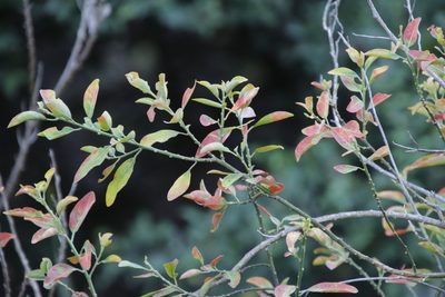 Clutia pulchella, photographed by Tony Rebelo