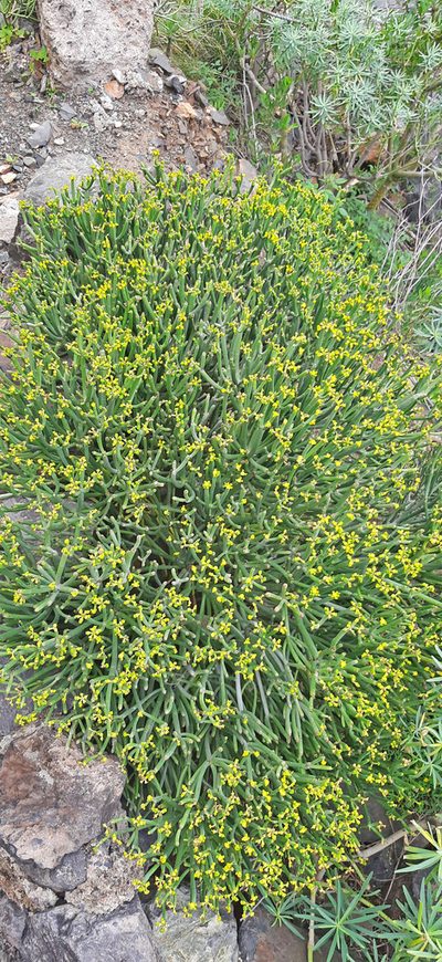 Euphorbia aphylla, photographed by Christoph Moning
