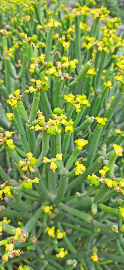 Euphorbia aphylla, photographed by Christoph Moning