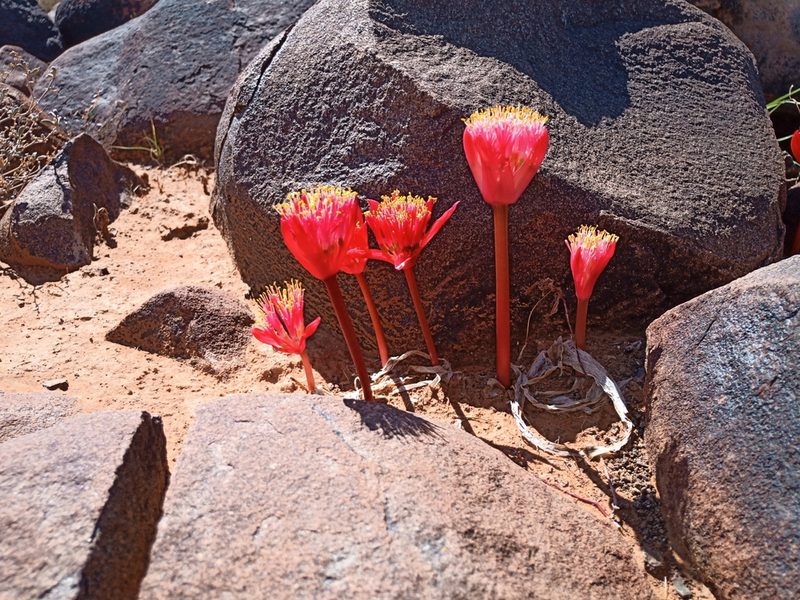 Haemanthus barkerae, photographed by Ryan van Huyssteen