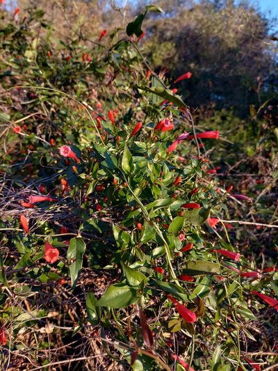 Manettia cordifolia, photographed by patriciabenitez