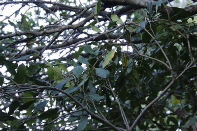 Olea capensis, photographed by Tony Rebelo