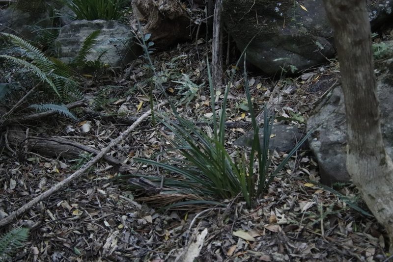Carex esenbeckiana, photographed by Tony Rebelo